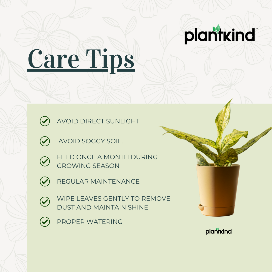 Aglaonema Snow White| Indoor Plant| 1 Live Plant | Small