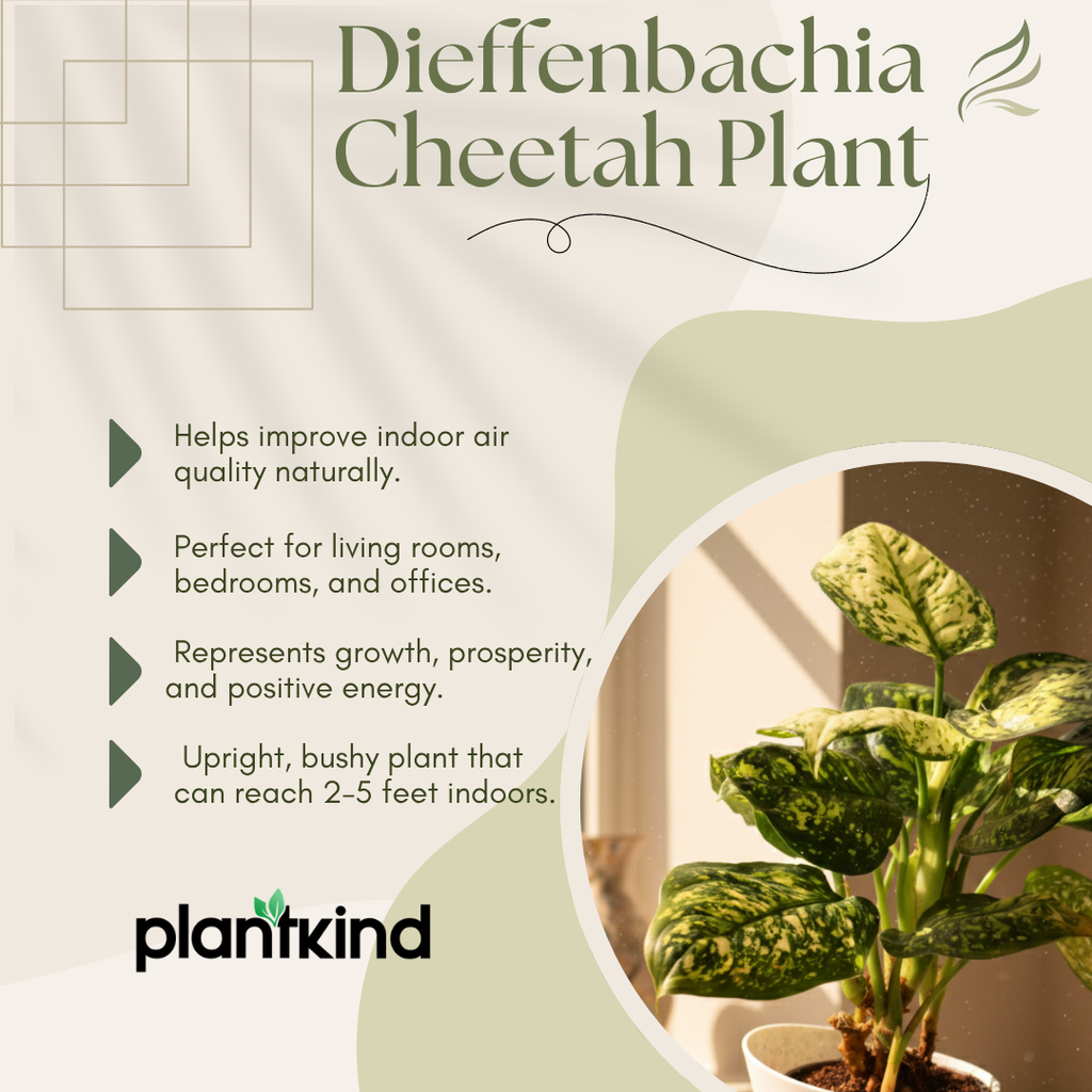 Dieffenbachia Cheetah Plant | Indoor Plant | 1 Live Plant| Small