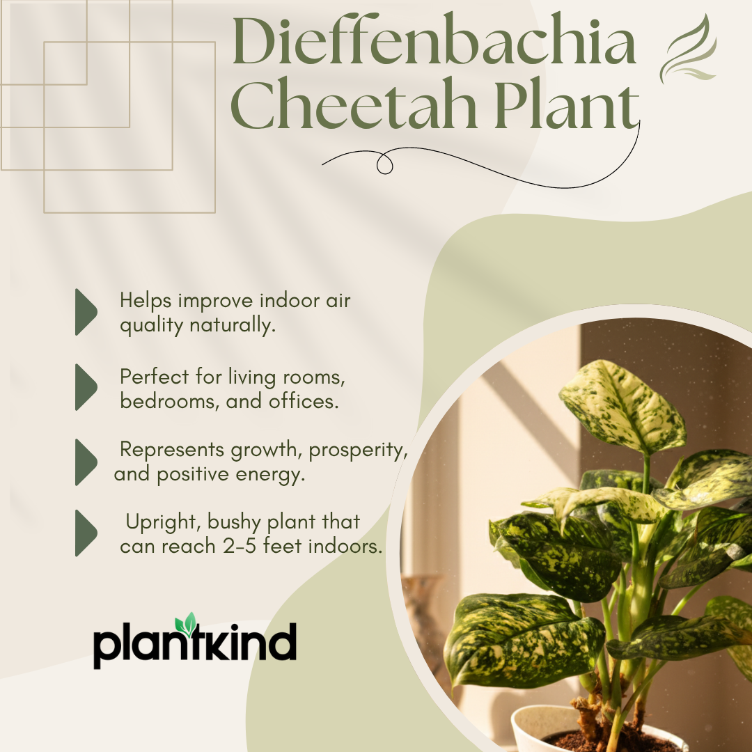 Dieffenbachia Cheetah Plant | Indoor Plant | 1 Live Plant| Small