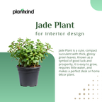 Jade Plant for Home & Office | Low-Maintenance | With Grow Pot