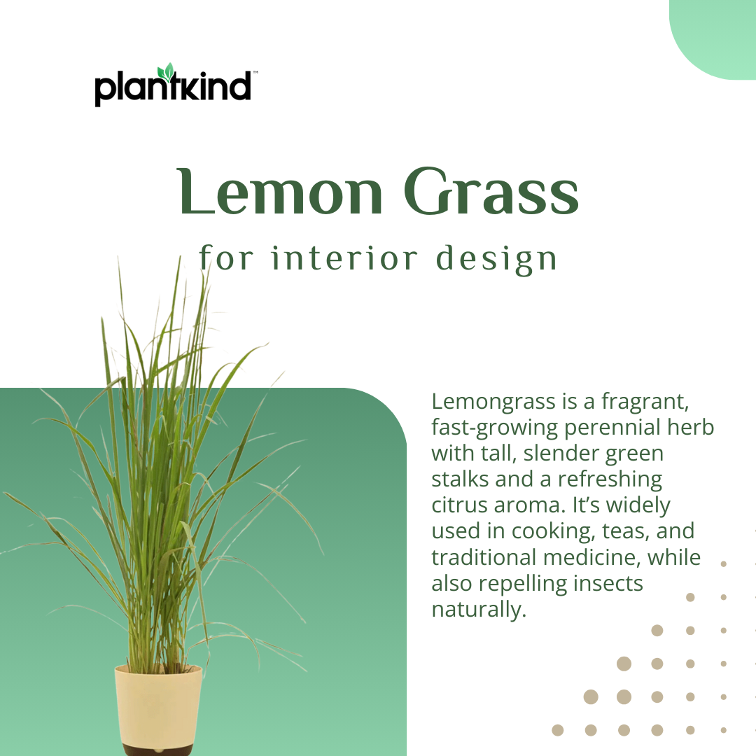 Lemon Grass | Evergreen perennial herb | Pack of 1