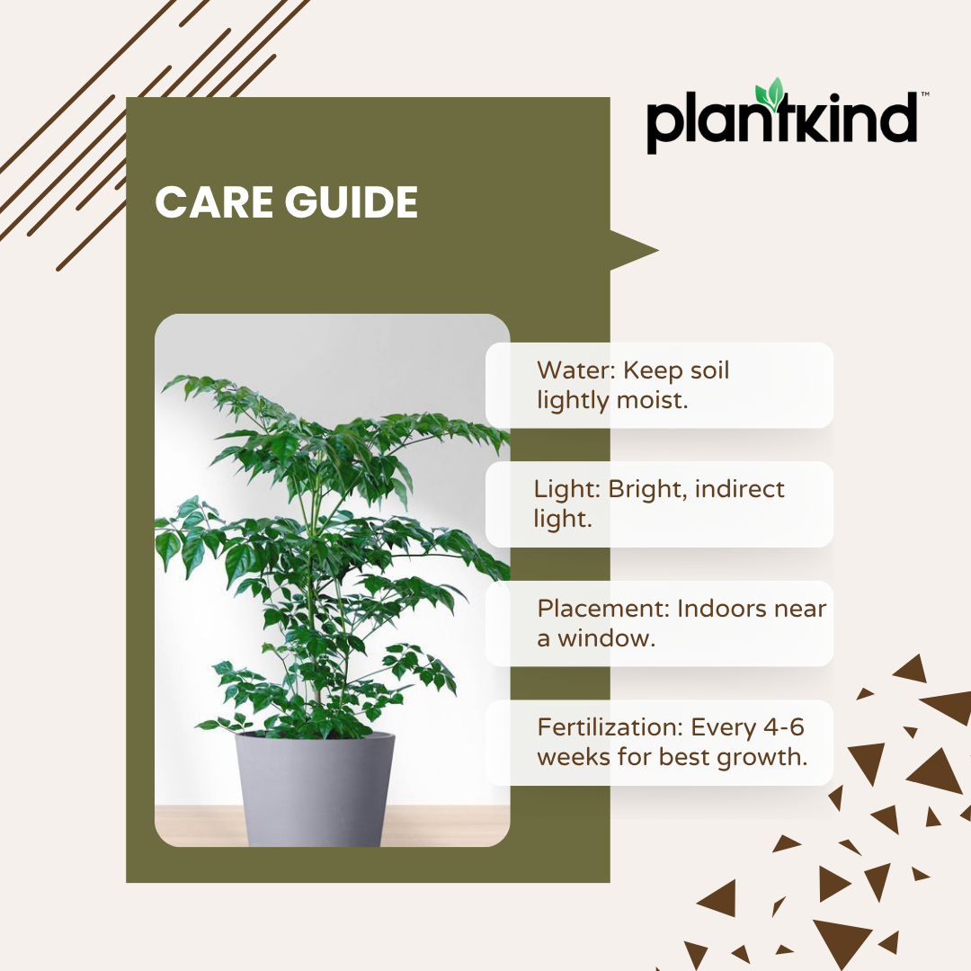China doll plant |  An indoor décor plant | Live Radermachera sinica in Pot | Glossy Foliage | Pack of 1 | Without Pot