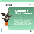 Calathea Sanderiana | Indoor Plants | Indoor Plant | 1 Live Plant