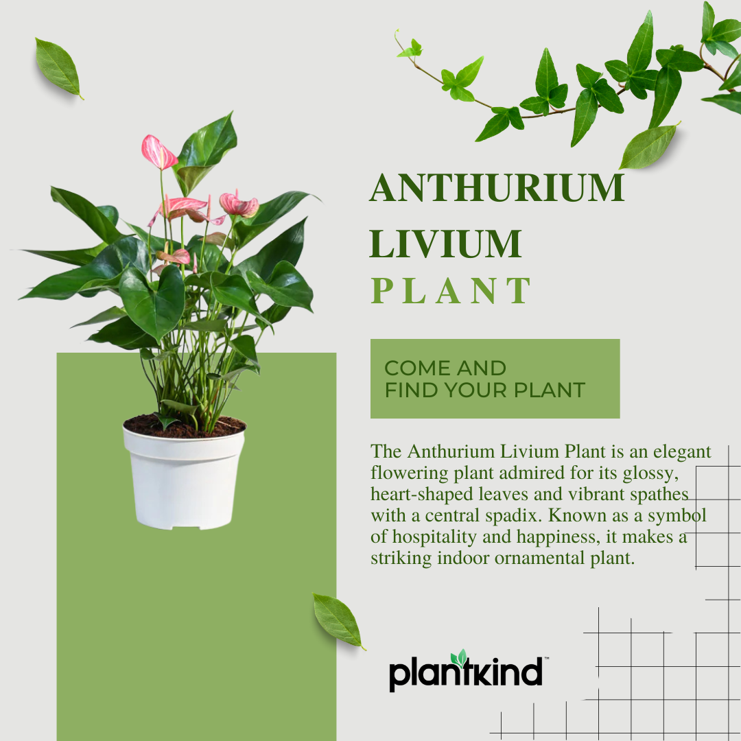 Anthurium Livium Plant | Flowering Plant |  1 Live Plant
