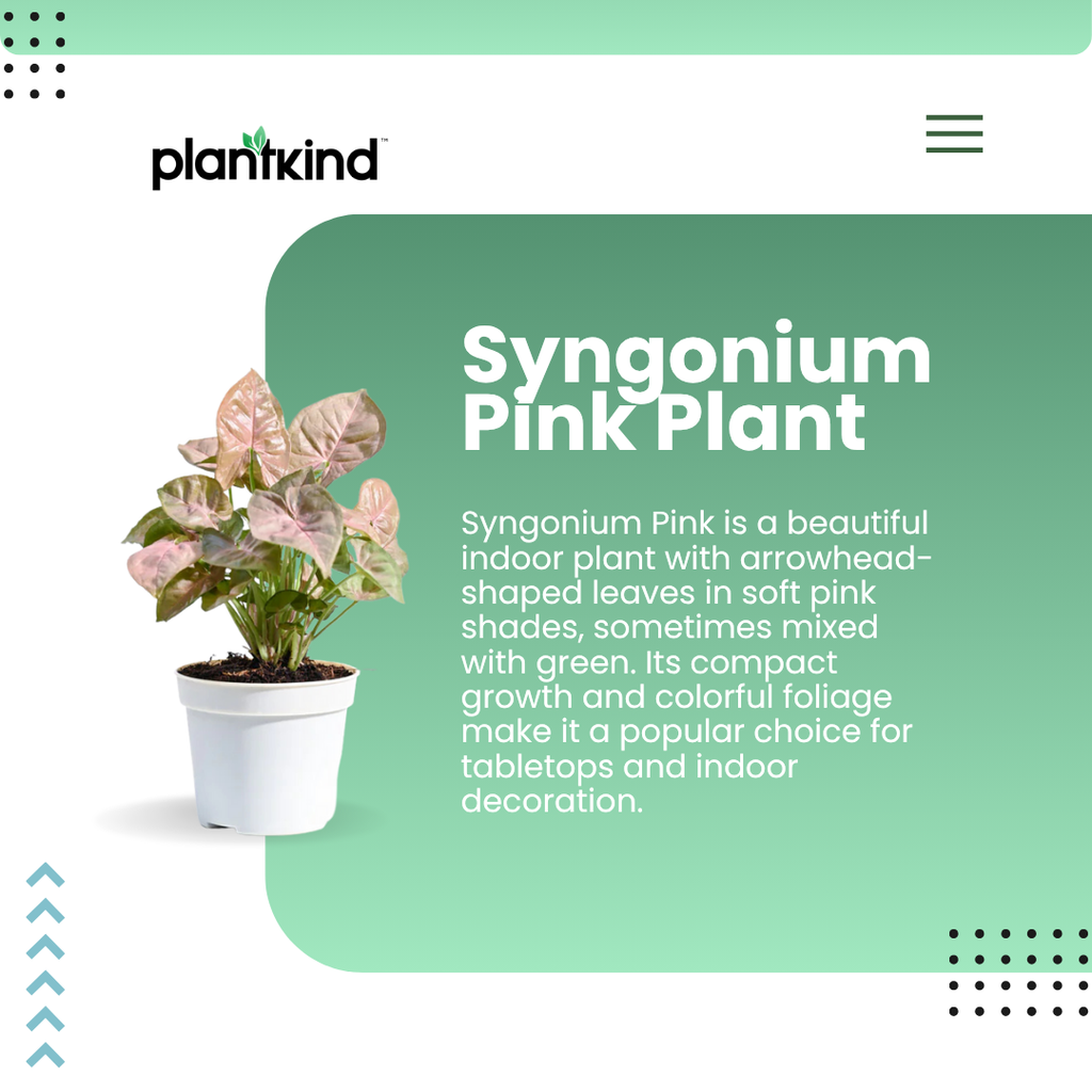 Syngonium Pink Plant | Indoor Ornamental Plant | 1 Live Plant | Small