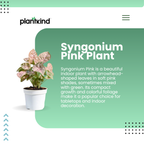 Syngonium Pink Plant | Indoor Ornamental Plant | 1 Live Plant | Small