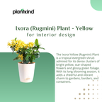 Ixora (Rugmini) Plant - Yellow | Flowering Plant | 1 Live Plant