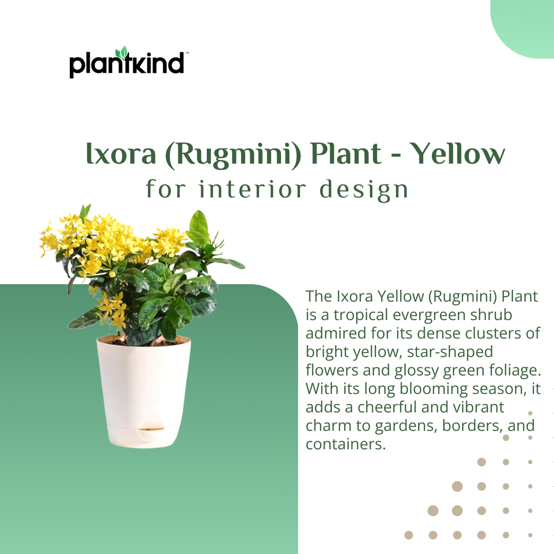 Ixora (Rugmini) Plant - Yellow | Flowering Plant | 1 Live Plant