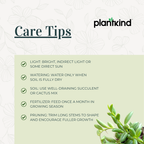String of Banana Plant |  Indoor Plant | Hanging Plant | Pack of 1