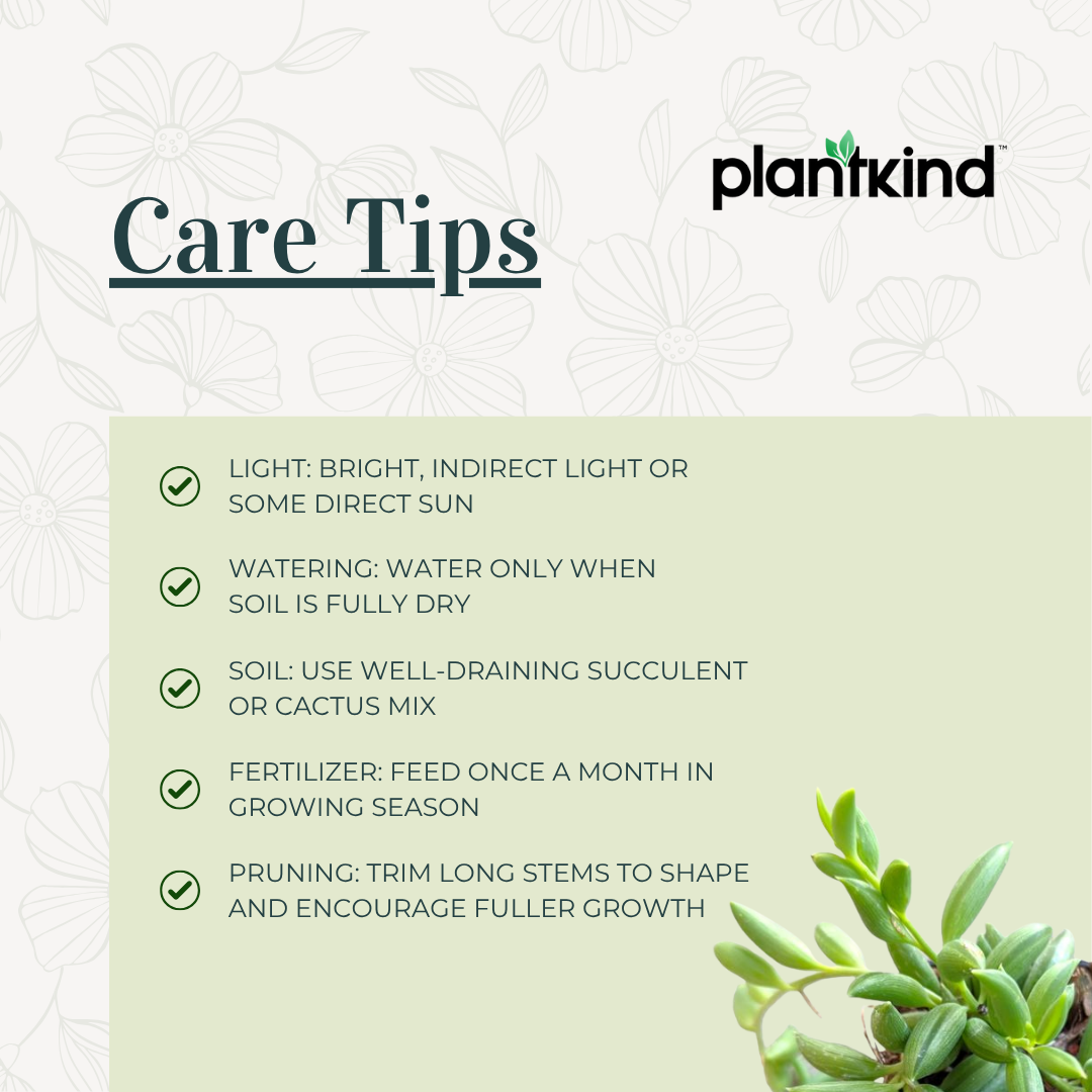 String of Banana Plant |  Indoor Plant | Hanging Plant | Pack of 1