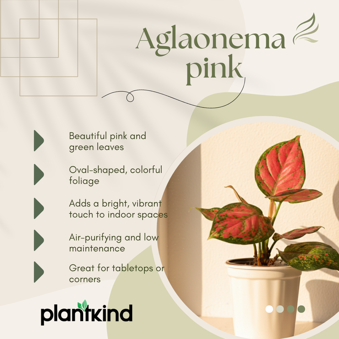 Aglaonema Pink Plant | Indoor Plant | Good Luck Plant | Pack of 1
