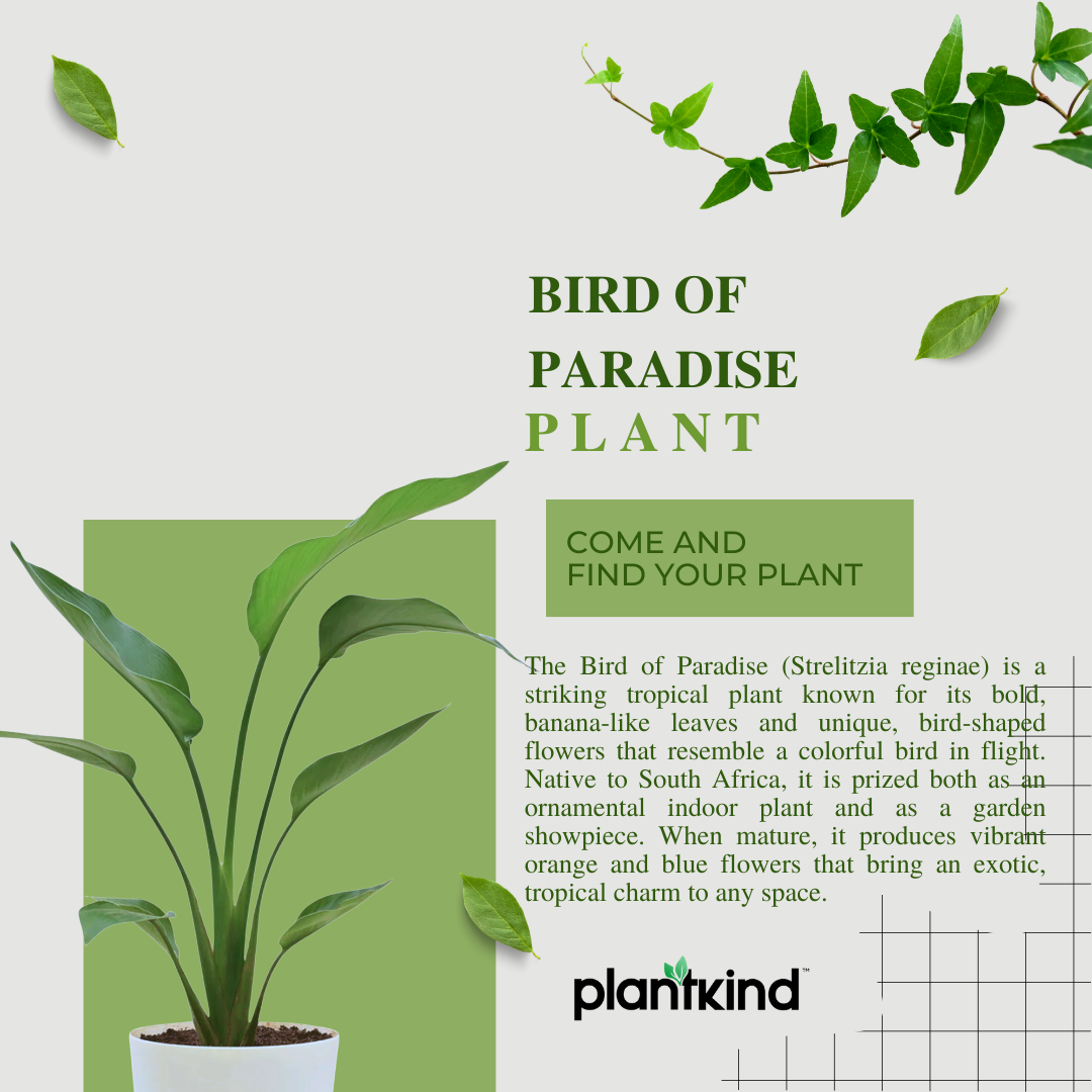 Bird of Paradise Plant - XL Live Plant