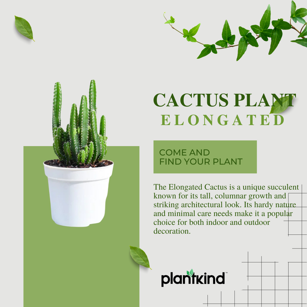 Cactus Plant - Elongated