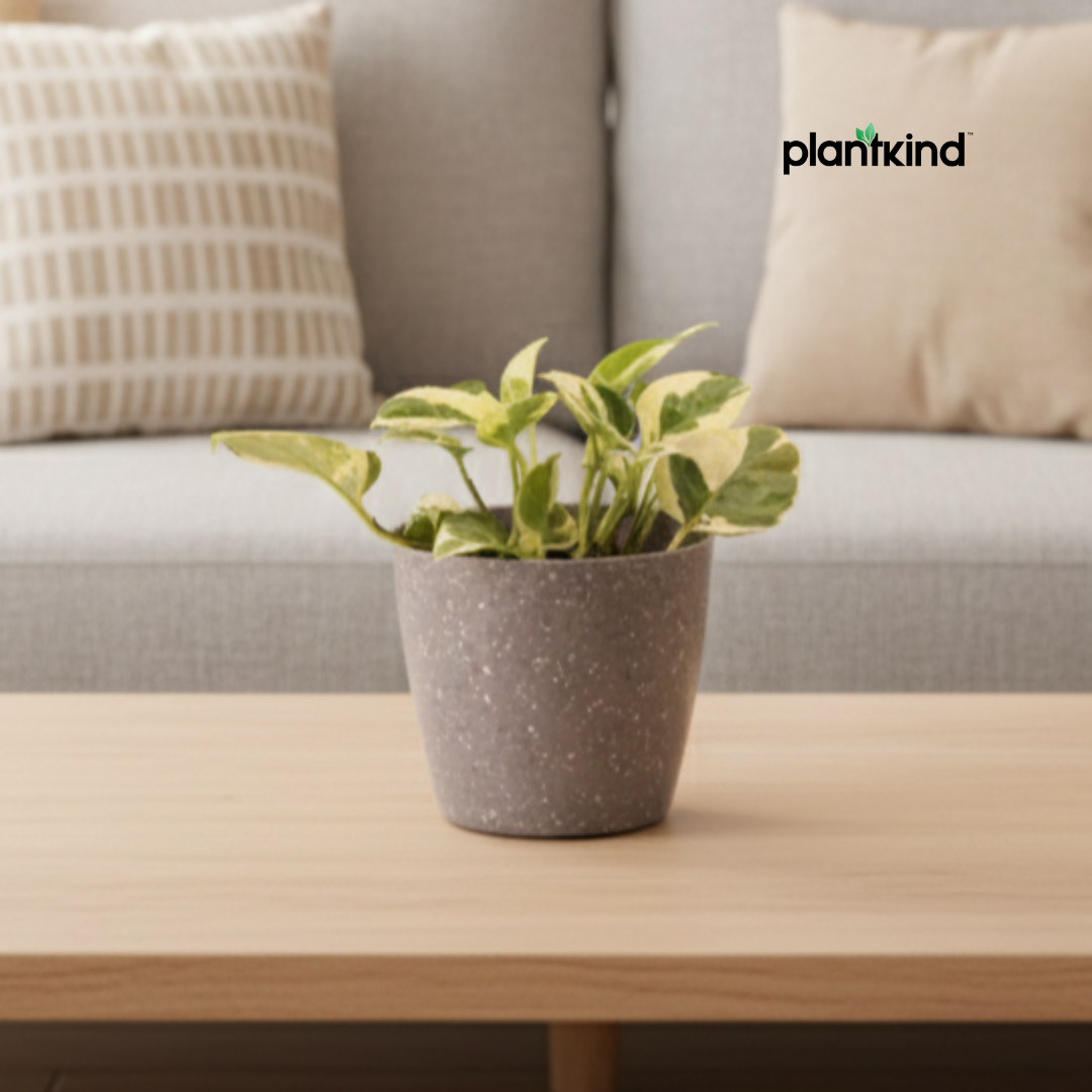 Money Plant N'joy | Indoor Plant | Climbing Plant | 1 Live Plant | Small