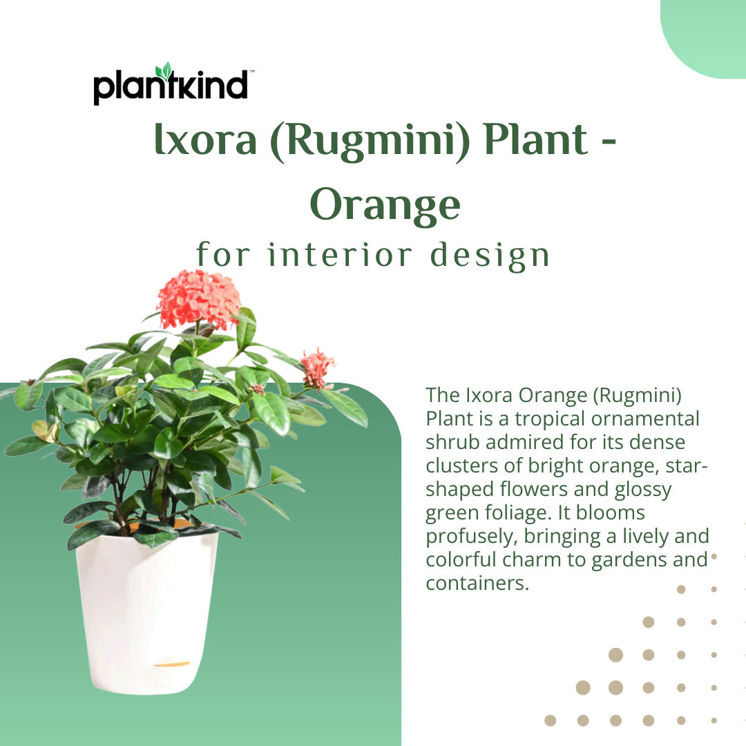 Ixora (Rugmini) Plant - Orange | Flowering Plant |  1 Live Plant