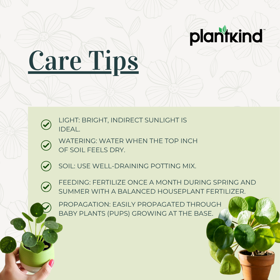 Chinese Money Plant | Indoor Plant | Pack of 1