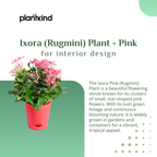 Ixora (Rugmini) Plant - Pink