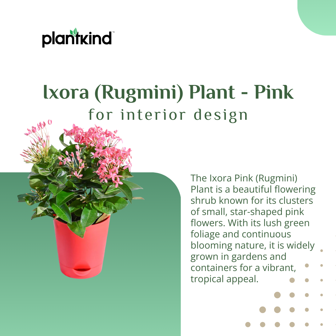 Ixora (Rugmini) Plant - Pink