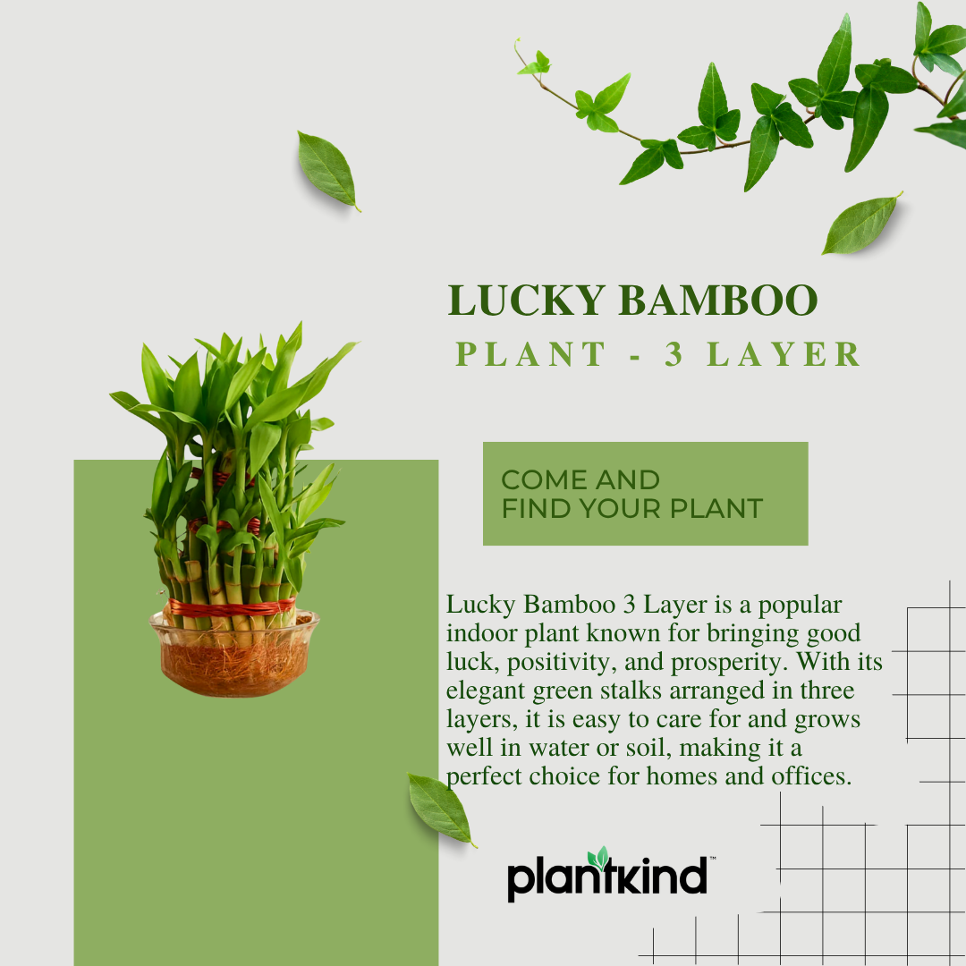 Lucky Bamboo Plant | 3 Layer – Bring Prosperity & Positive Vibes Home|Pack of 1 with Grow Pot