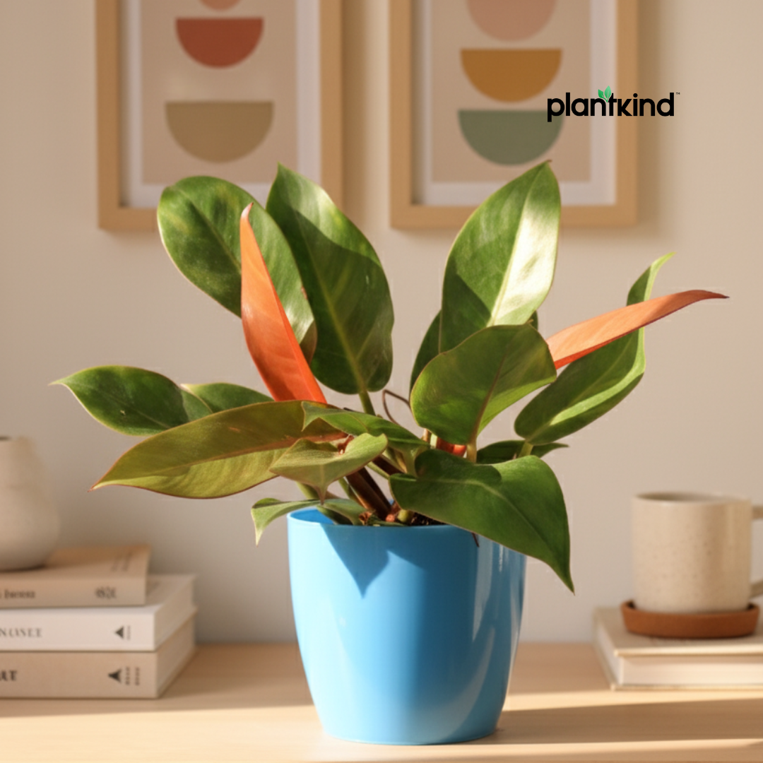 Philodendron Prince of Orange Plant |  Indoor Plant | Ornamental Plant | 1 Live Plant | Medium