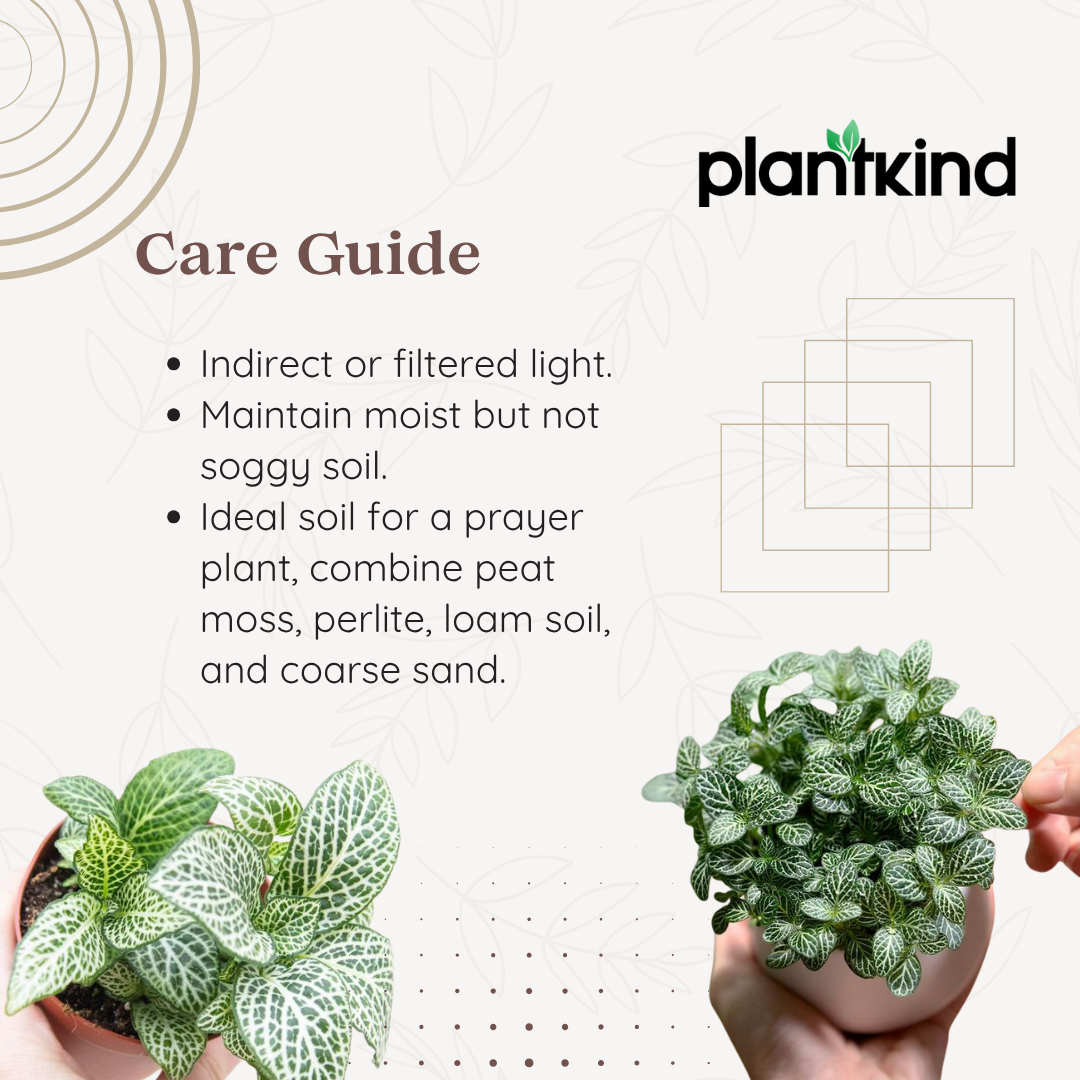 Fittonia White Plant | Nerve Plant | Indoor Plant | Pack of 1