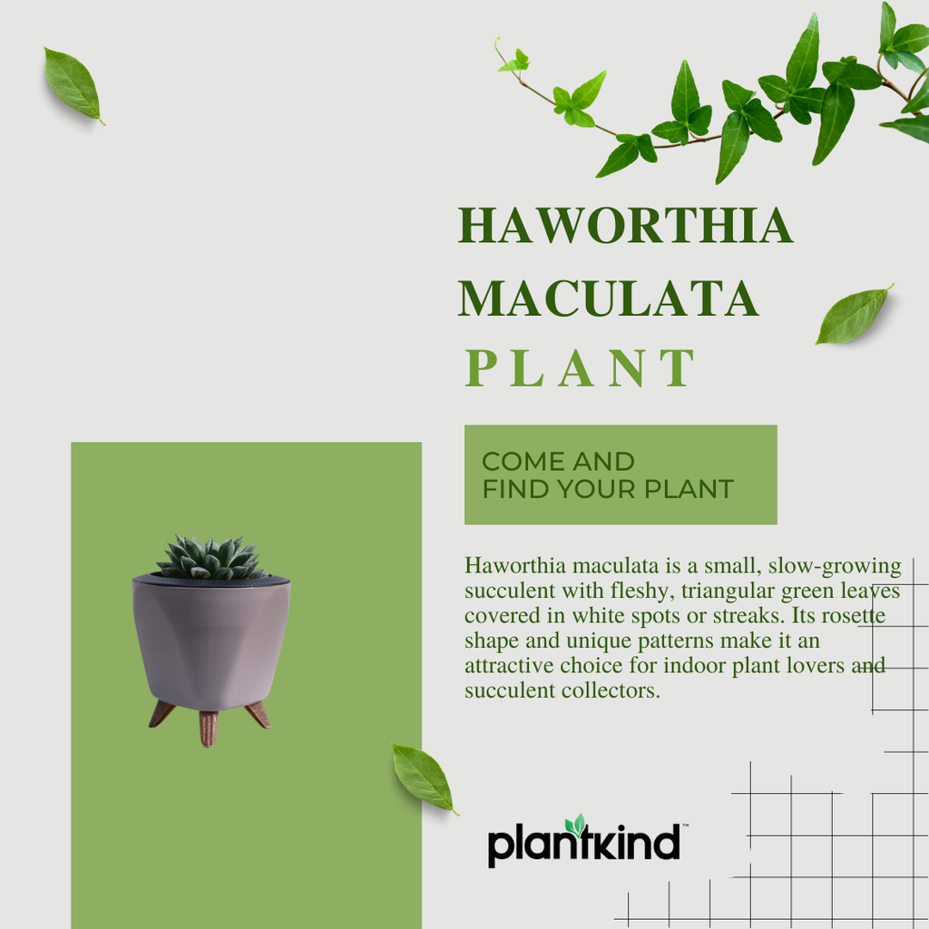 Haworthia Maculata Plant | Succulents Plant | Indoor Plant
