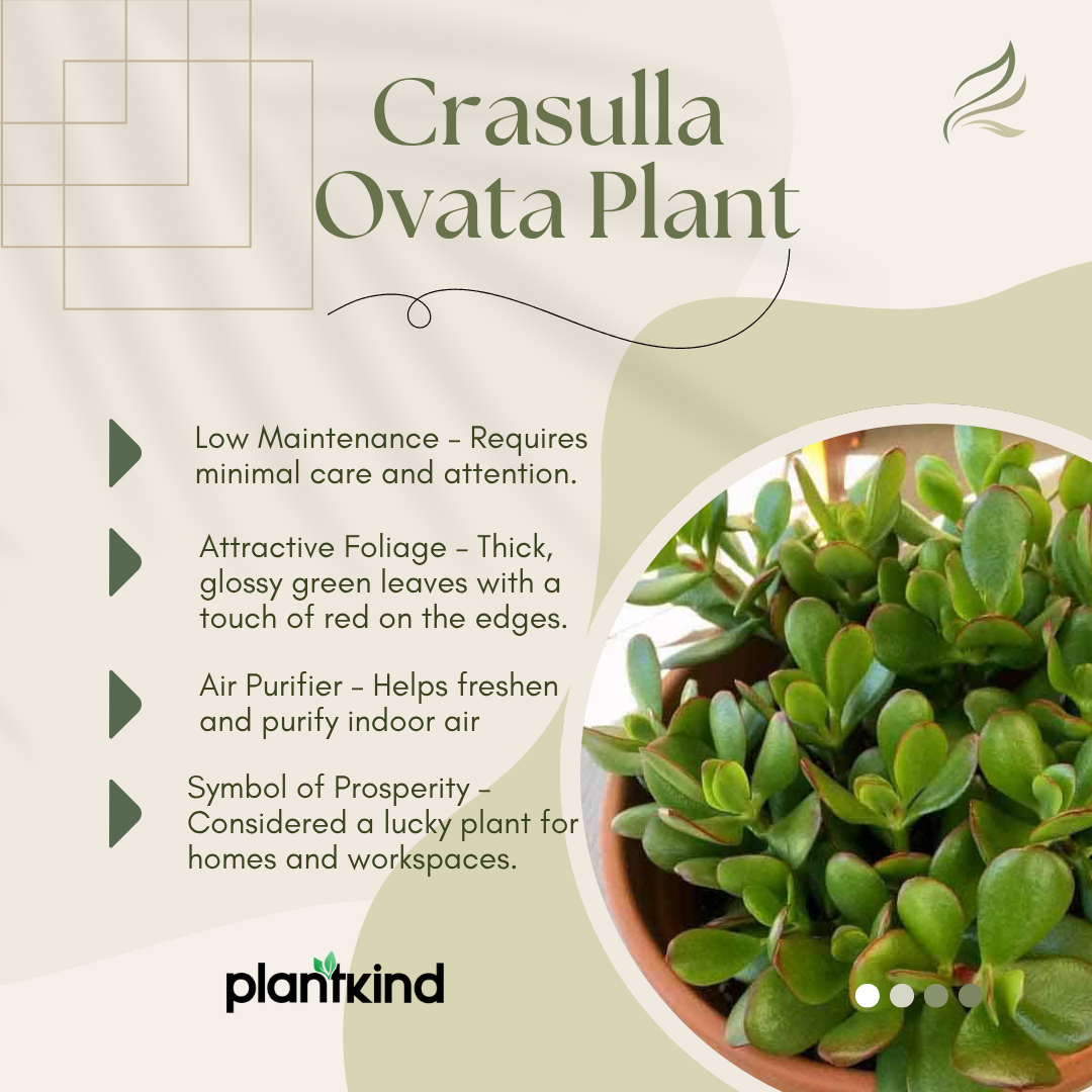 Crassula Ovata Plant | Succulent Plant | Indoor Plant | 1 Live Plant