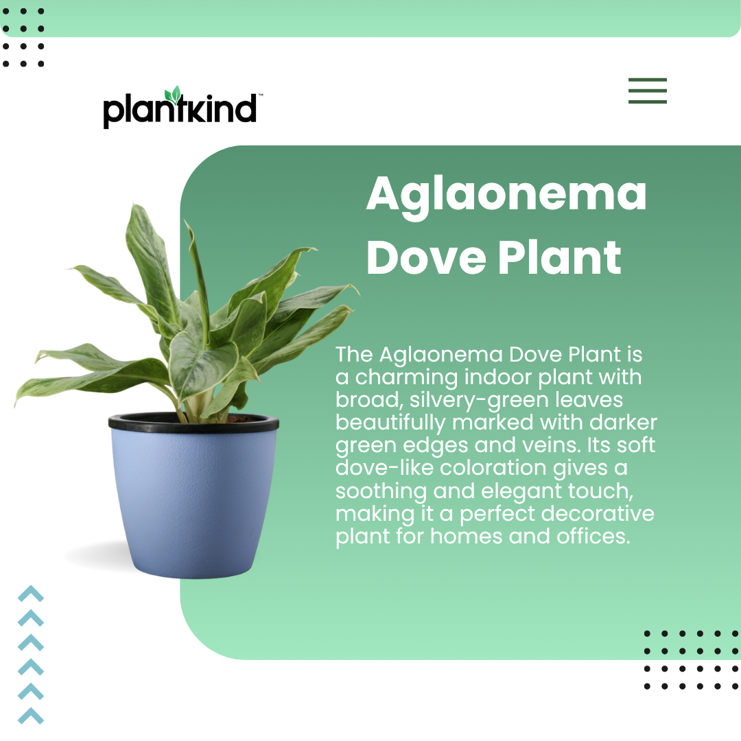 Aglaonema Dove Plant  | Indoor Plant | Pack of 1 | Medium