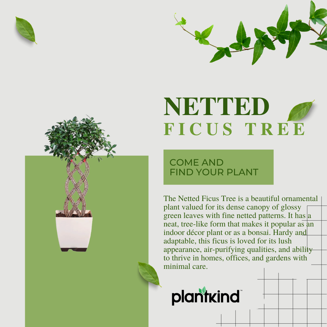 Netted Ficus Tree |  Ornamental Foliage Plant | Pack Of 1