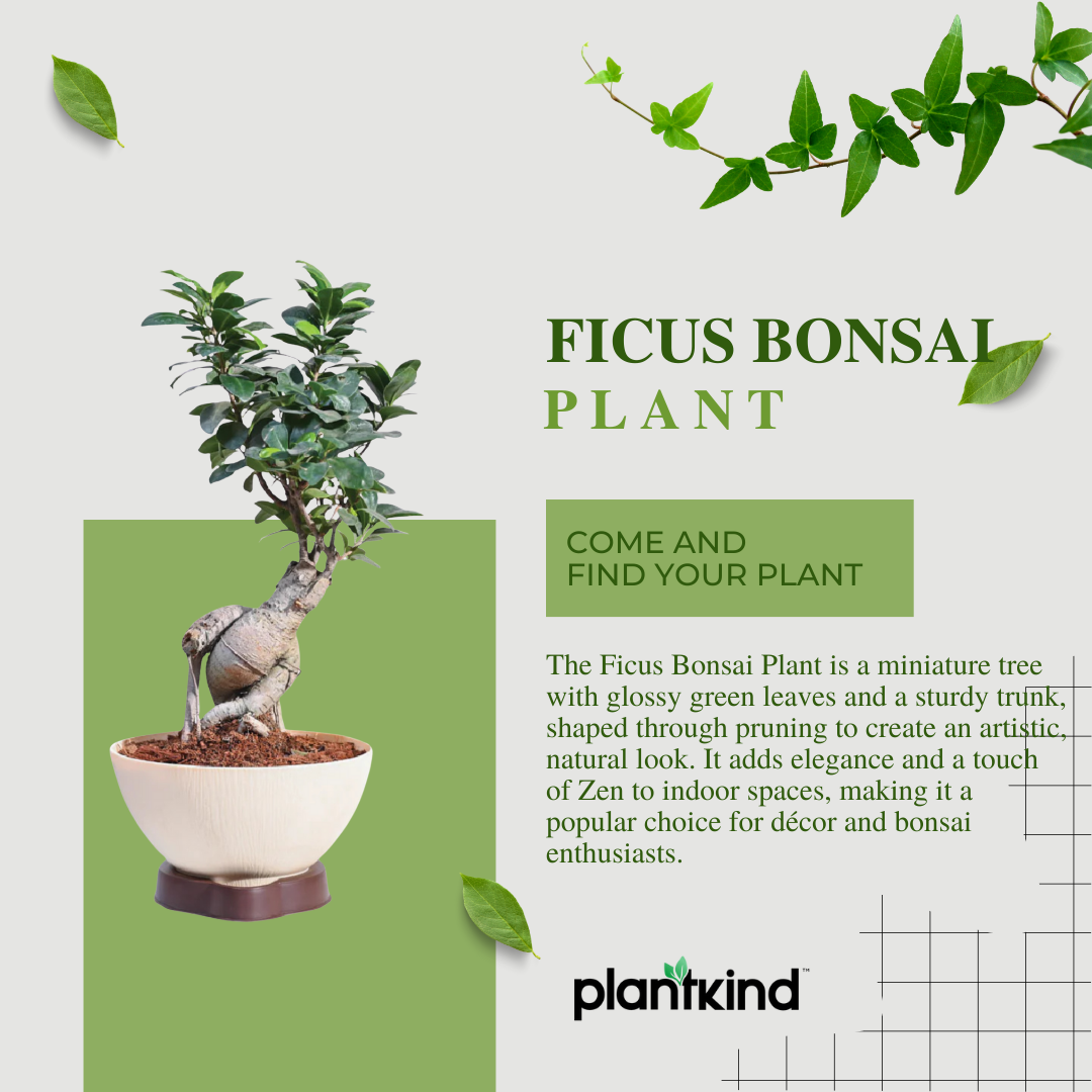 Ficus Bonsai Plant | Bonsai Plant | Indoor Plant | Pack of 1