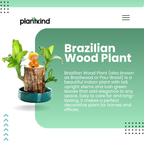 Brazilian Wood Plant | Indoor Plant | 1 Live Plant | Small