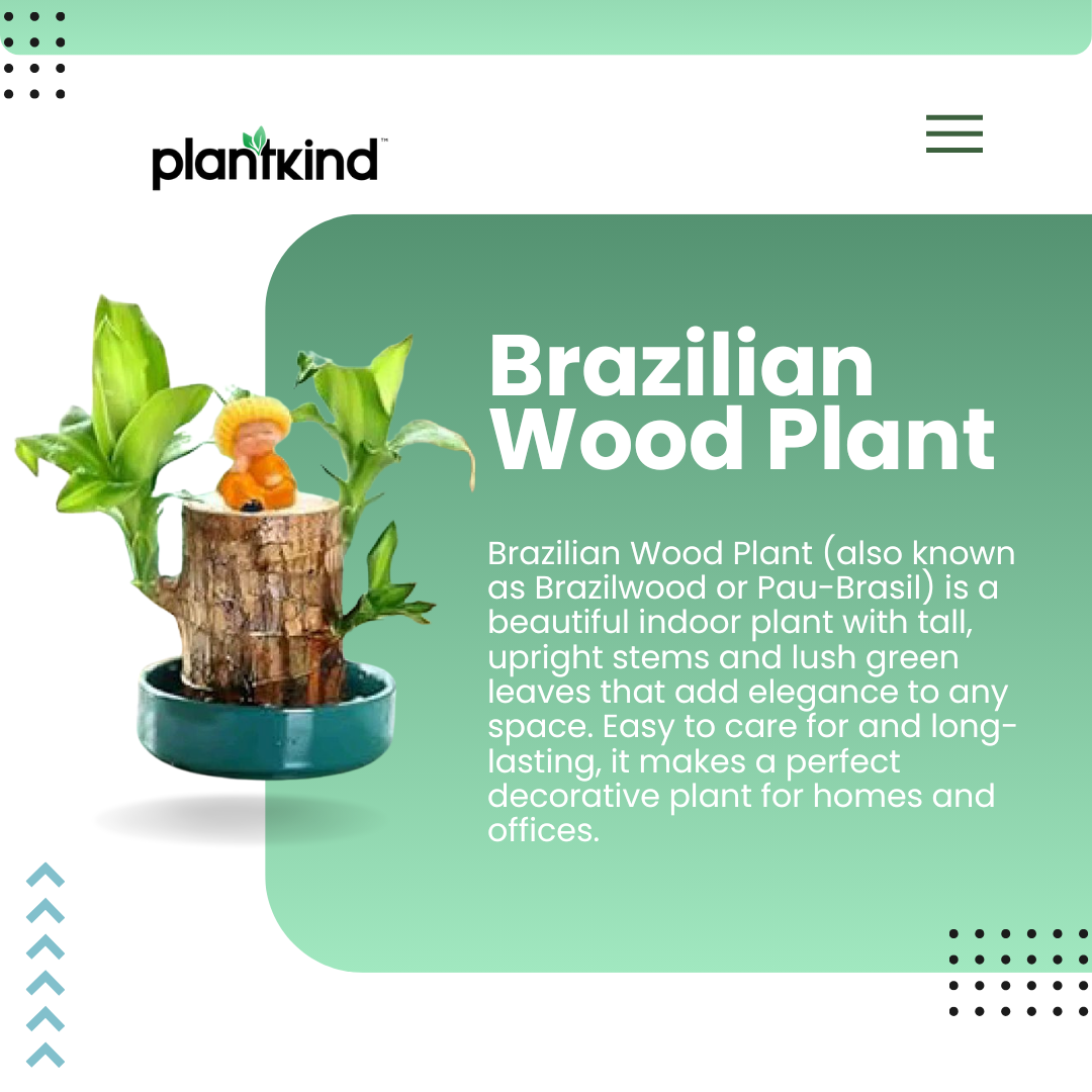 Brazilian Wood Plant | Indoor Plant | 1 Live Plant | Small
