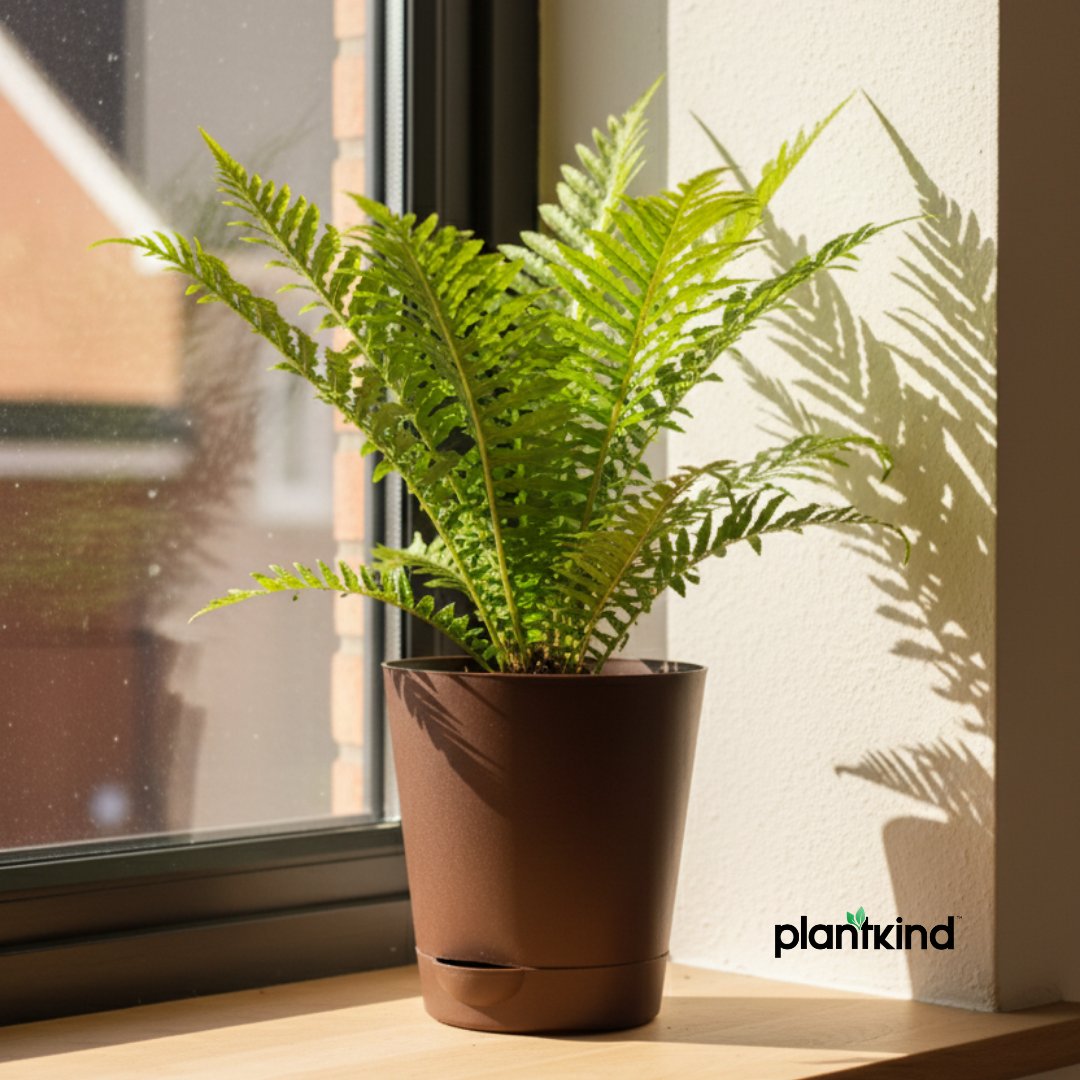 Silver Lady Fern Plant | Air Purifying Plant | Indoor Plant | Outdoor Plant | 1 Live Plant | Medium
