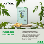 Shatavari Root Dry | Asparagus racemosus | Natural Herb | Pack of 1 | 150g