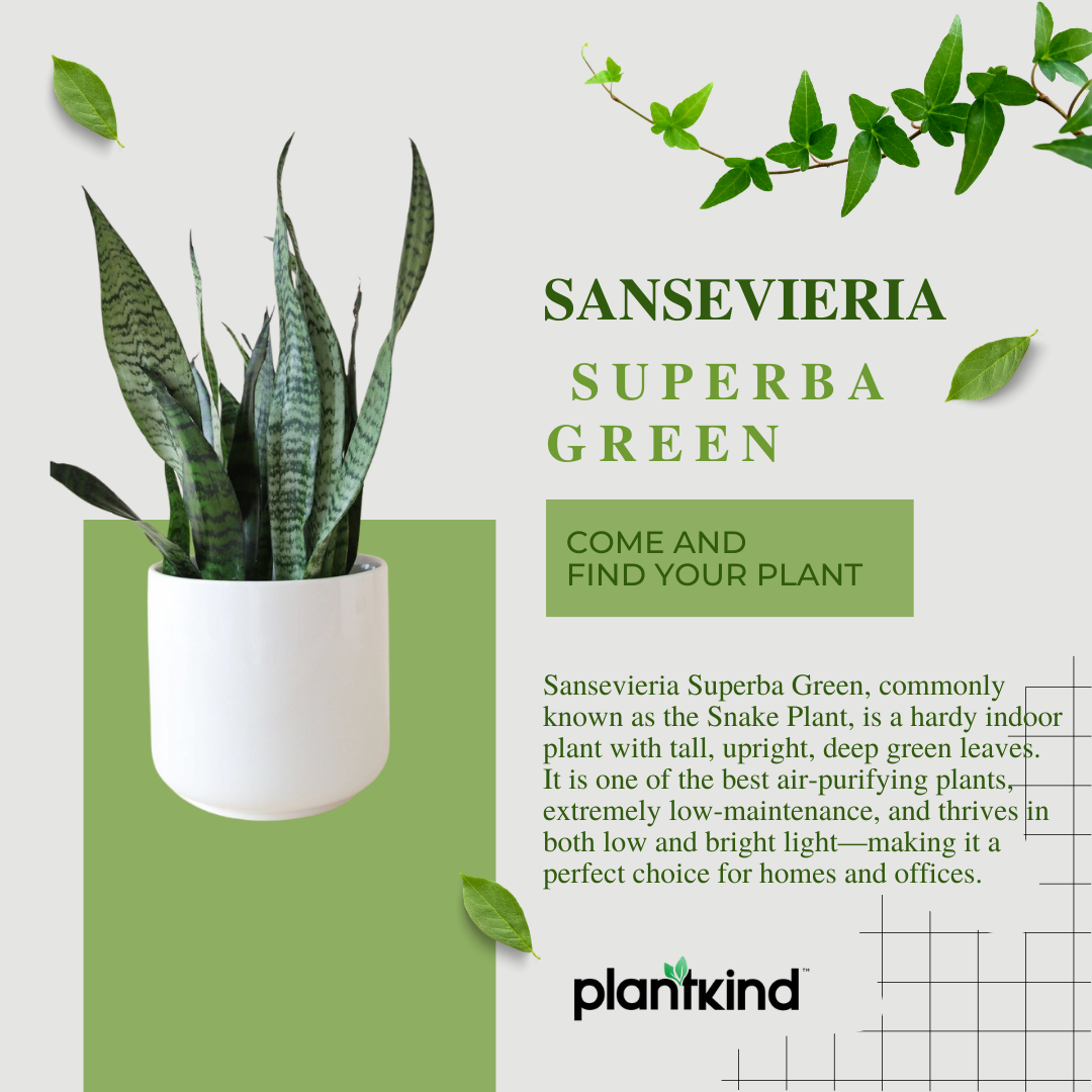 Sansevieria Superba Green - Snake Plant | Air Purifying Plant | Indoor Plant | Pack Of 1