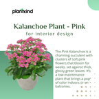 Kalanchoe Plant - Pink