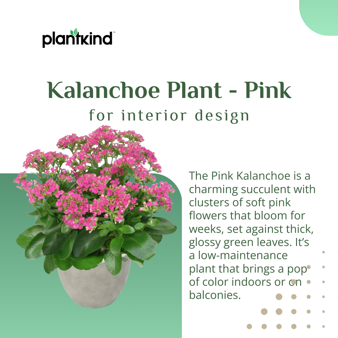 Kalanchoe Plant - Pink