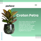 Croton Petra | Indoor Plant | 1 Live Plant
