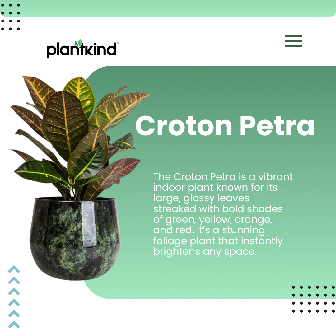 Croton Petra | Indoor Plant | 1 Live Plant