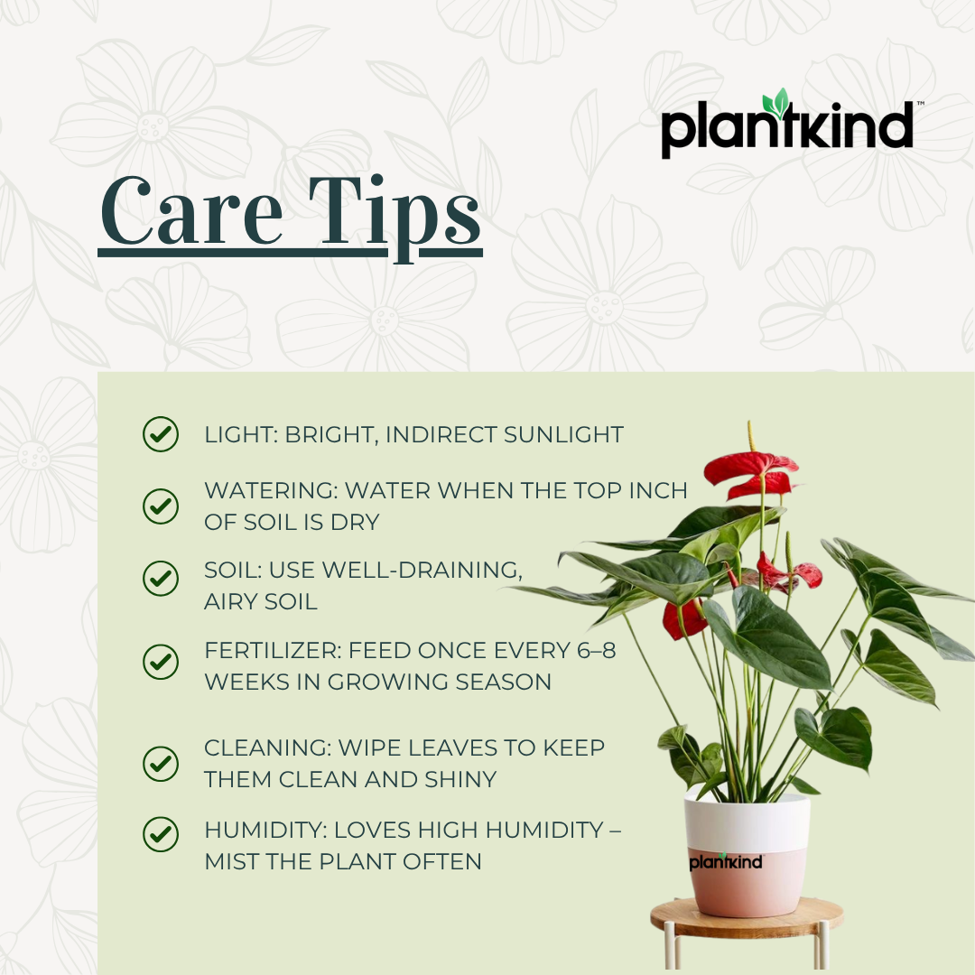 Anthurium Red Plant | Flowering Plant | Indoor Plant | Outdoor Plant | Pack of 1