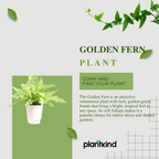 Golden Fern Plant | Indoor Plant | 1 Live Plant
