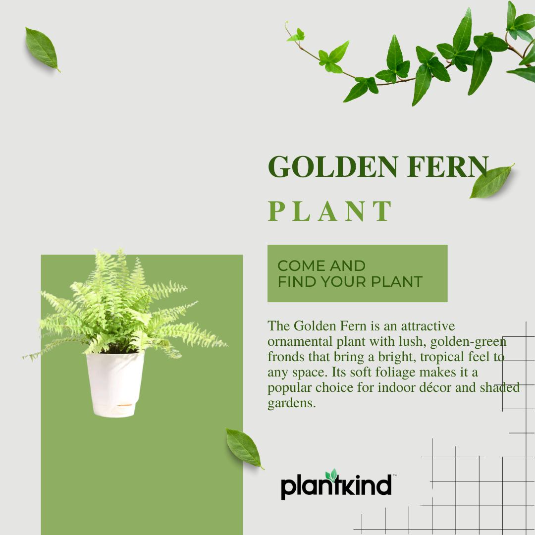 Golden Fern Plant | Indoor Plant | 1 Live Plant