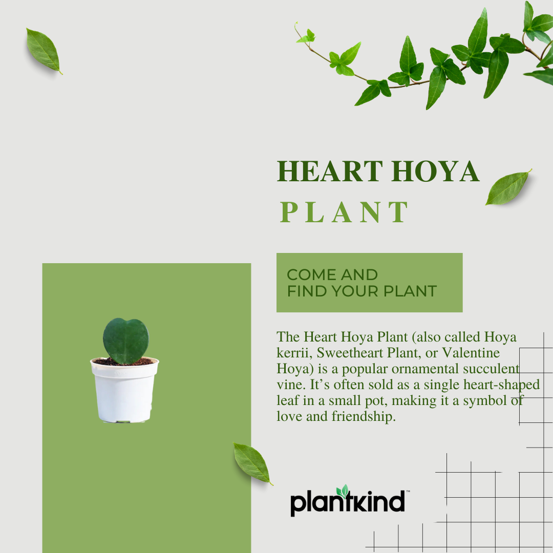 Heart Hoya Plant | Succulent Plant | Indoor Ornamental Plant | 1 Live Plant