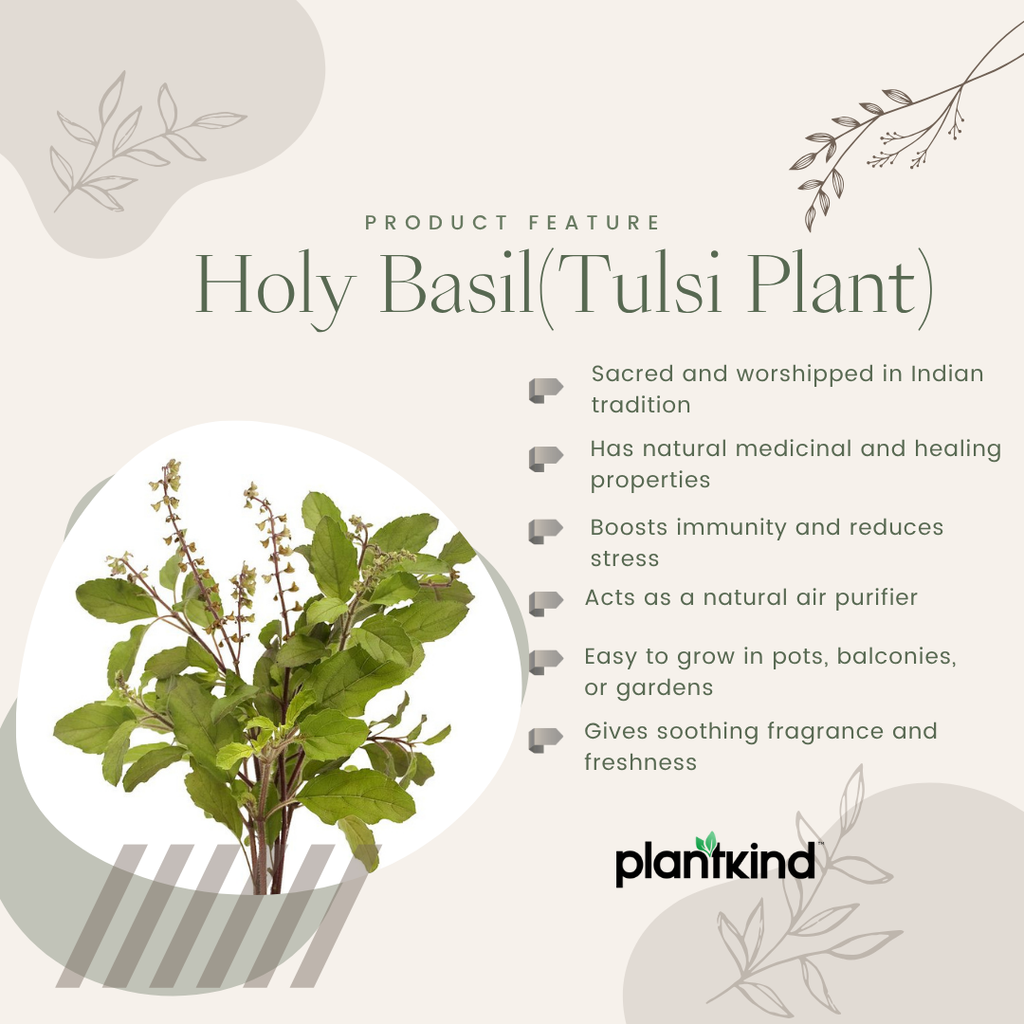 Plantkind Tulsi Plant | Ayurvedic Herbal Plant | 1 Live Plant