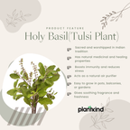 Plantkind Tulsi Plant | Ayurvedic Herbal Plant | 1 Live Plant