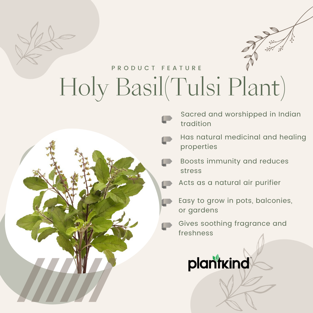 Plantkind Tulsi Plant | Ayurvedic Herbal Plant | 1 Live Plant