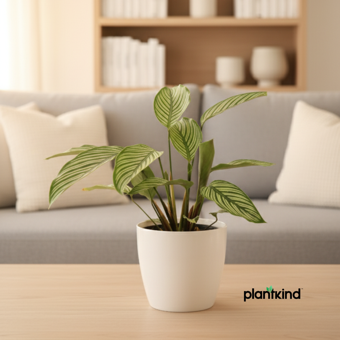 Calathea Vittata Plant | Indoor Plant | 1 Live Plant | Medium