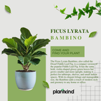Ficus Lyrata Bambino - Live Indoor Plant