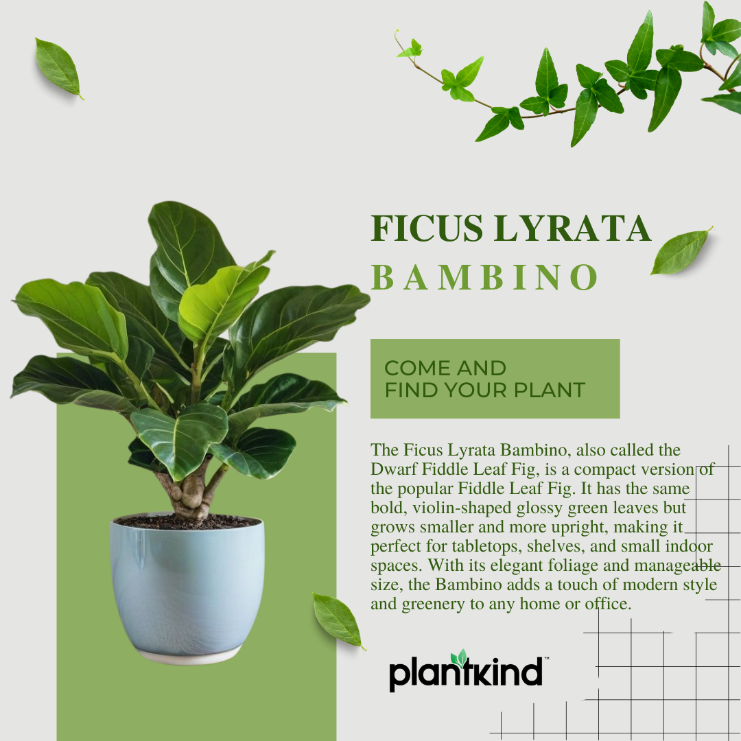 Ficus Lyrata Bambino - Live Indoor Plant