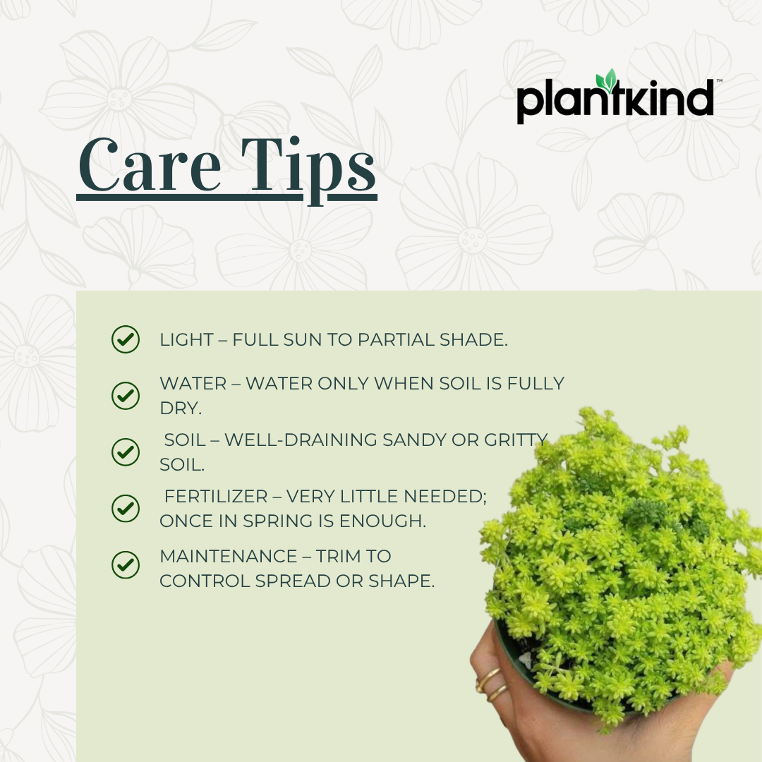 Yellow Green Sedum | Succulent Plant | Low maintenance Plant | Indoor Plant | Pack Of 1